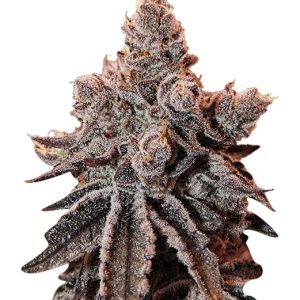 lucid dream strain feminized cannabis seeds