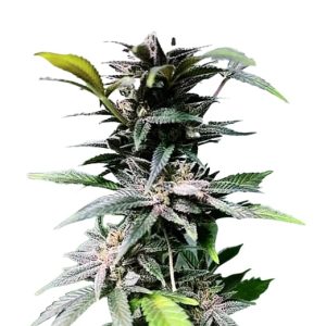 Mango Kush Feminized Cannabis Seeds