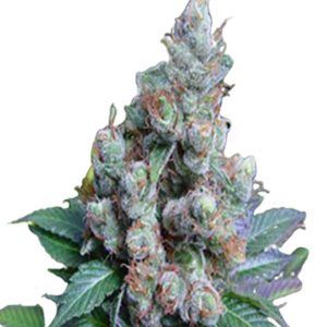 ny diesel feminized cannabis seeds