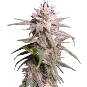 Neville’s Haze Feminized Cannabis Seeds