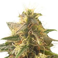 orange bud strain feminized cannabis seeds