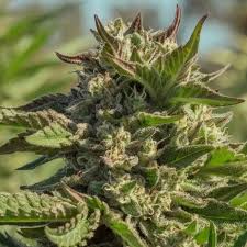 peanut butter souffle strain feminized cannabis seeds