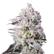 permanent marker strain feminized marijuana seeds