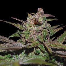 Purple Wreck Strain Feminized Cannabis Seeds