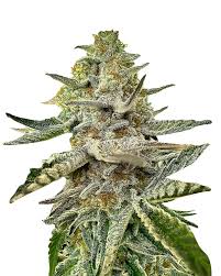 rainbow strain feminized marijuana seeds
