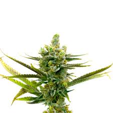 Snow Ripper Strain Feminized Cannabis Seeds