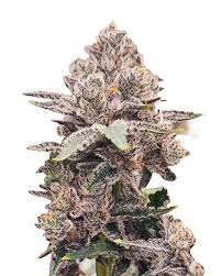 Strawberry Strain Feminized Cannabis Seeds