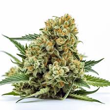 sugar kush fast version cannabis seeds