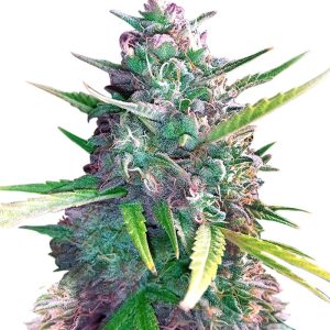 super glue strain feminized marijuana seeds