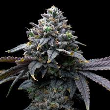 tropical runtz strain feminized marijuana seeds