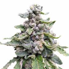 tropicana cookies strain feminized cannabis seeds