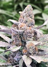 wedding crasher strain feminized cannabis seeds