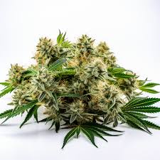 zodiac strain autoflowering fast version cannabis seeds