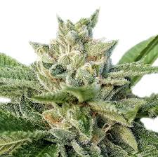 i 95 strain feminized marijuana seeds