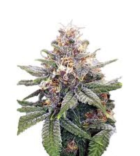 3 kings strain autoflowering cannabis seeds
