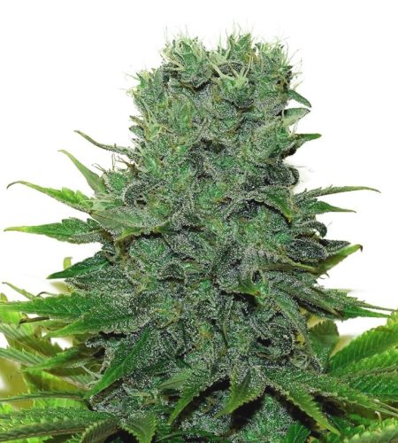 420 carat feminized seeds