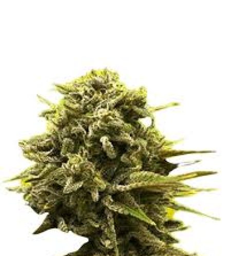 a la mode strain feminized marijuana seeds