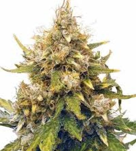 acapulco gold autoflowering seeds